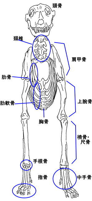 犬の骨格３ 庵主の日々