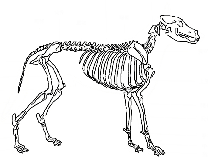 犬 骨格 白紙 骨のみ 藤沢で10年 女性の体に特化した痛みをとる整体 まごのて庵 犬 骨格 白紙 骨のみ 藤沢で10年 女性の体に特化した痛みをとる整体 まごのて庵
