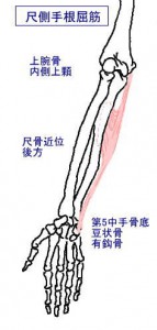 ｍ尺側手根屈筋