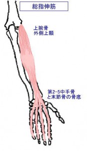 ｍ総指伸筋