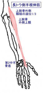 ｍ長トウ側手根伸筋